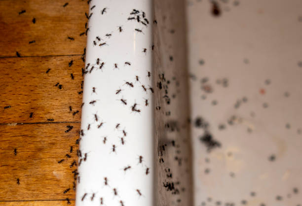 Best Best Pest Control Near Me  in Andalusia, IL