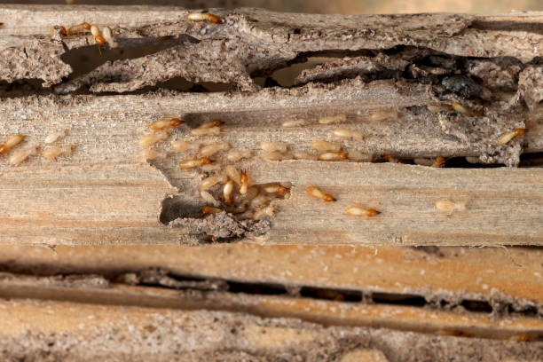 Wasp Removal Services in Andalusia, IL