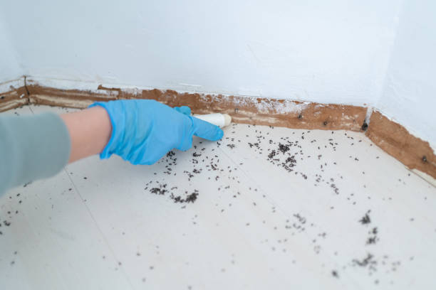 Best Wasp Removal Services  in Andalusia, IL